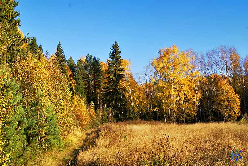 Осень влесу